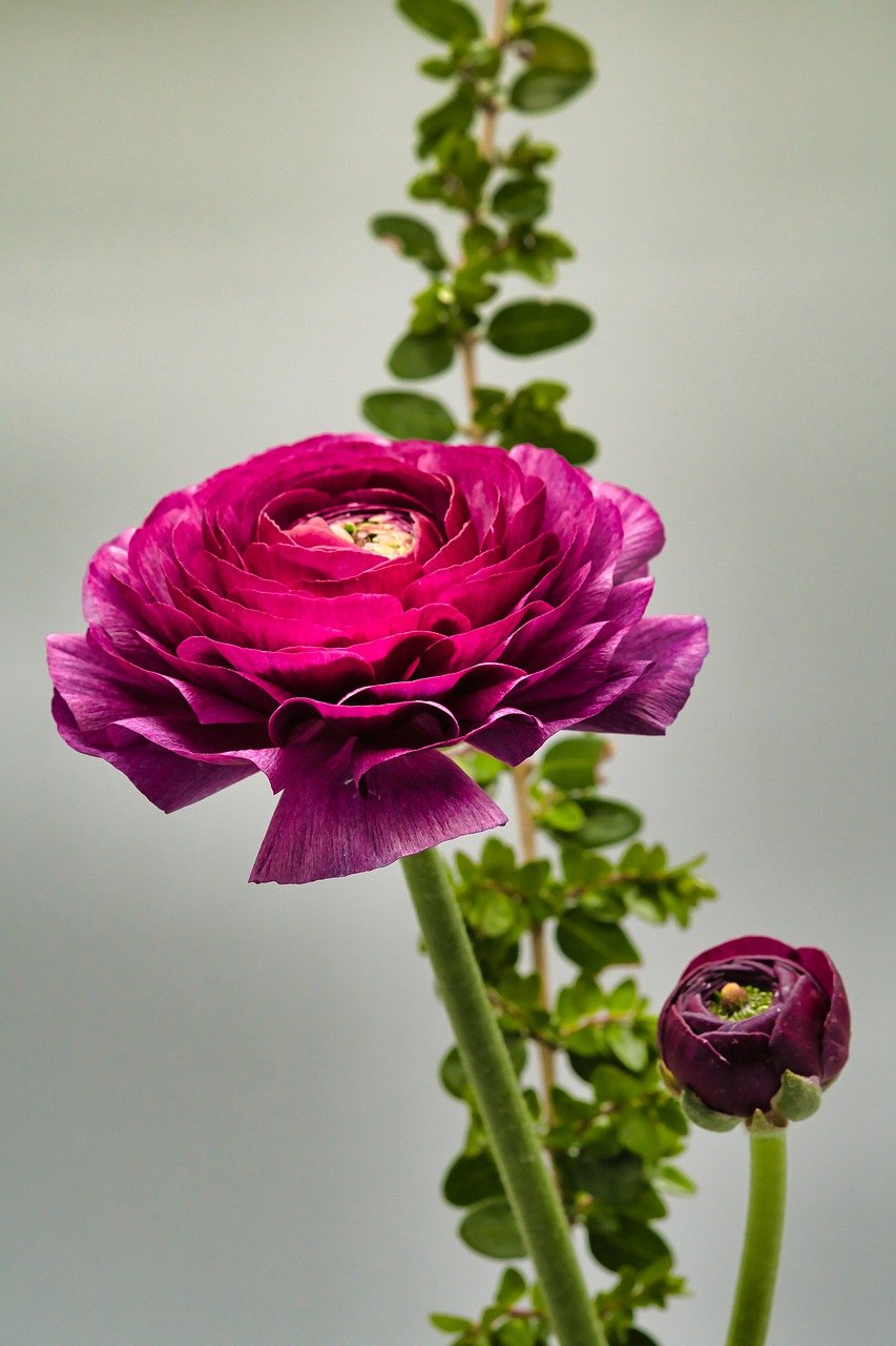 flower, ranunculus, spring flowers-7874729.jpg